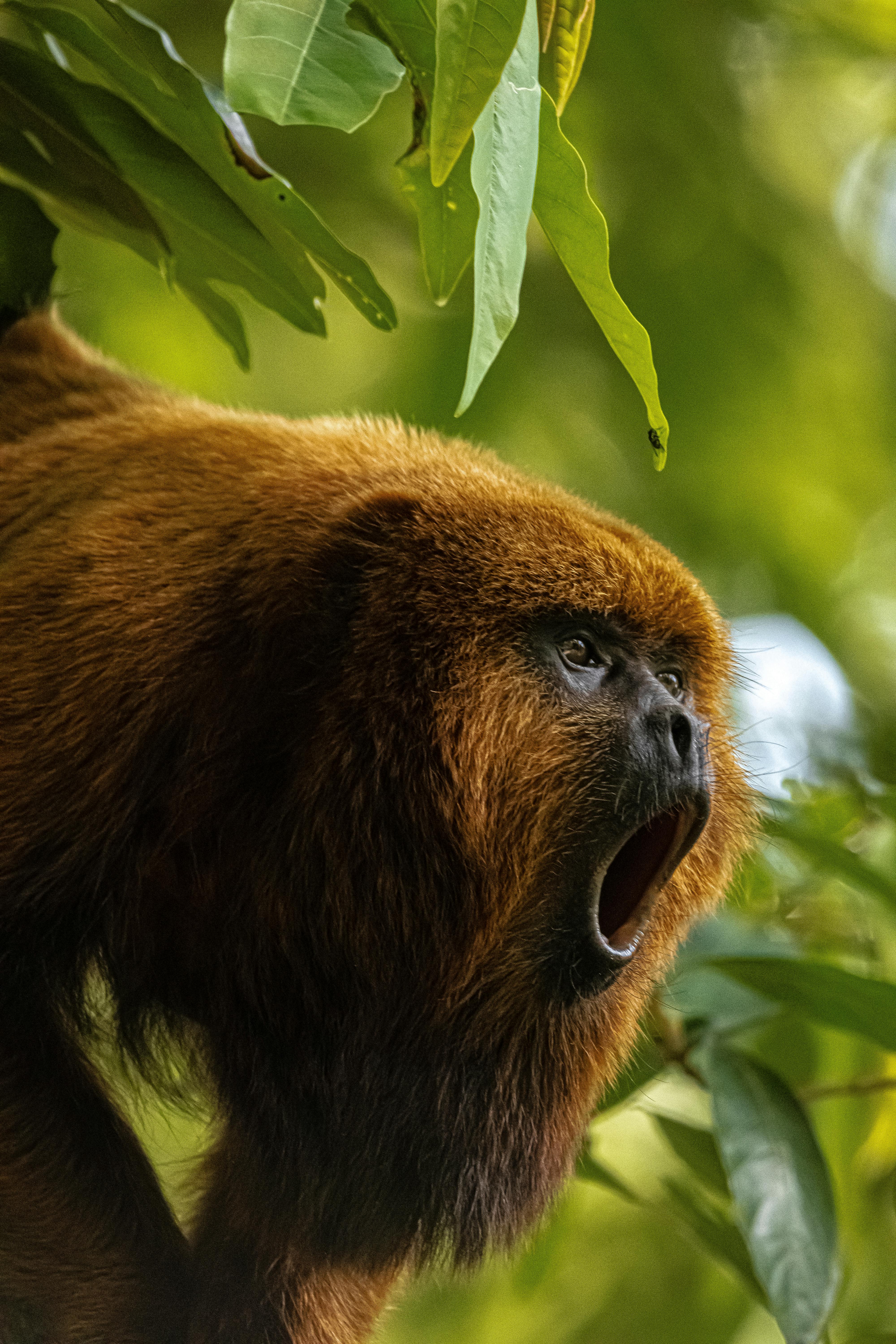 Howler Monkey